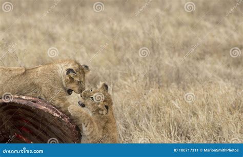 Lion Cubs Play Fighting On Carcass Of Wildebeest Stock Image Image Of Africa Clear 100717311