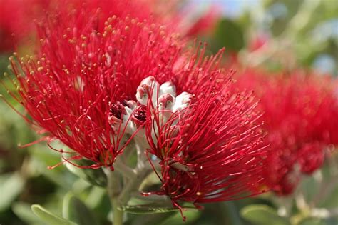 Additional restrictions are in effect. NZFVC wishes you a safe and happy break, reopening 11 ...