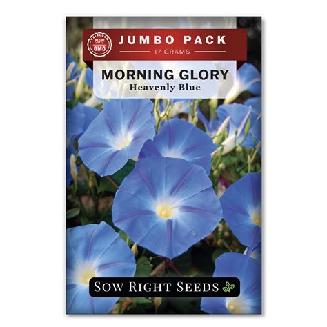 Bulk Heavenly Blue Morning Glory Vining Flower For Planting Sow