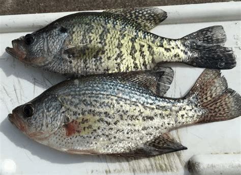 Getting To Know Crappie The Black And White Of Identification