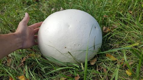 Giant Puffball Mushroom Growing Kit Over 1 Billion Spores Etsy