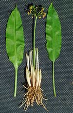 Das maiglöckchen hat nämlich keine zwiebel, sonderne in rhizom, einen waagrecht im boden liegenden wurzelstock. Gefahren beim Bärlauchverzehr - Hortipendium