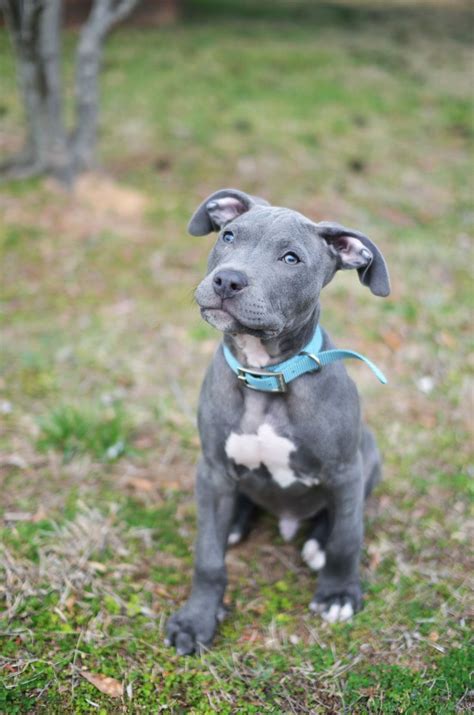 Hide this posting restore restore this posting. training a pup | Blue nose pitbull puppies, Pitbull terrier, Pitbull puppy