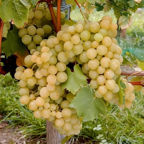 Vinova Loza Kraljica Vinograda 200 Rsd Sadnice Voća Agrokom