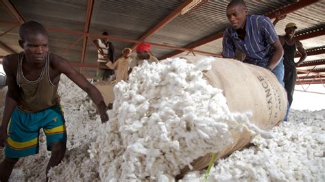 Tanzanian Cotton Sector Africa Gatsby