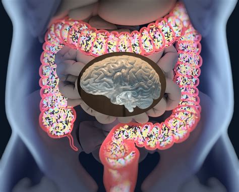 Gut Microbiota Influences Brain Development And Function In Early Life