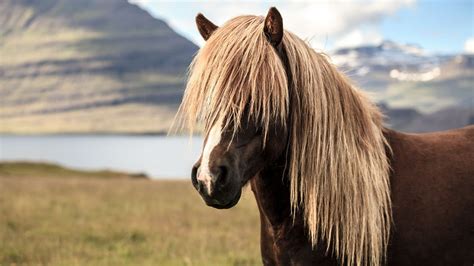 What Horse Breeds Have Long Hair Long Manes And Tails