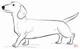 Dachshund Coloring Dog Printable Drawing Draw Dogs Supercoloring Dachsunds Puppy Colouring Step Tracing Zeichnung Adult Clip Library Tutorials Popular Categories sketch template