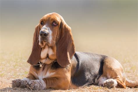 European Vs American Basset Hound Are These Dogs The Same