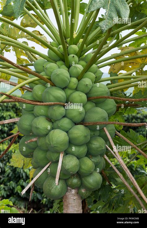 Papaya Tree Very Full Of Green Fruit Stock Photo Alamy