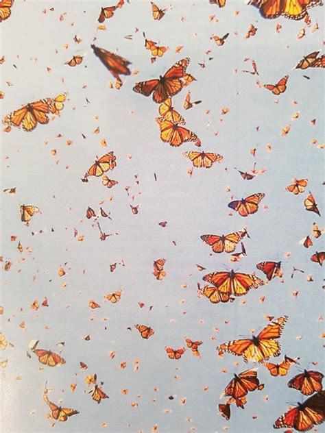 H e l l o l o v e l i e s butterflies tend to flourish around spring/summer time, so this video is kinda early to the party for 2020, but it's a pretty. Pin on p