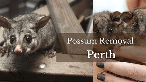 Possum Removal Perth Emergency Possum Removal Service