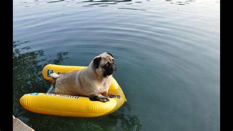 Nutello The Pug Summer Vacation Youtube