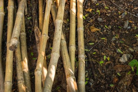 Bamboo Pile Texture Background Stock Image Image Of Build Brown