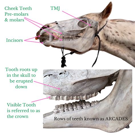 Improving Horse Dental Health With Diet Multicube Hay And Cube