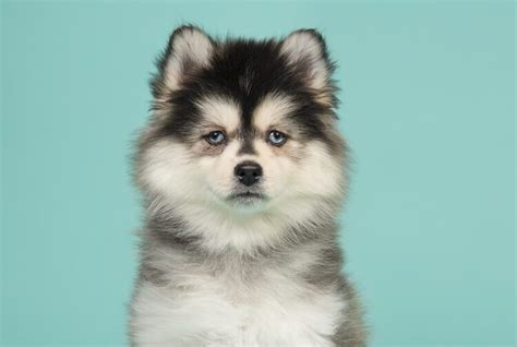 Find pomsky in dogs & puppies for rehoming | 🐶 find dogs and puppies locally for sale or adoption in ontario : Pomsky: Everything You Should Know About This $5,000 Dog ...
