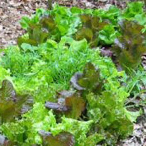 Alibaba.com offers 9244 green heat resistant tape products. heat resistance varieties of lettuce: Oak Leaf Black ...