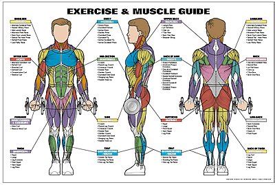 You can click the links in the image, or the links below the image to find out more information on any muscle group. Amazon.com: Exercise and Female Muscle Guide Laminated ...