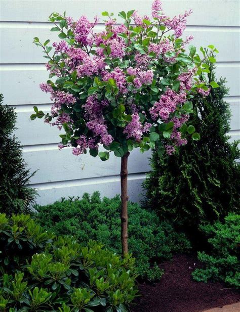Pruning the tree while it is still young and growing will ensure it takes to dwarfing. Dwarf Korean Lilac Tree - Syringa Palibin - Large Standard ...