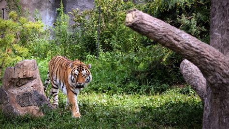 Prowling Tiger August 2013 Todd Petrie Flickr