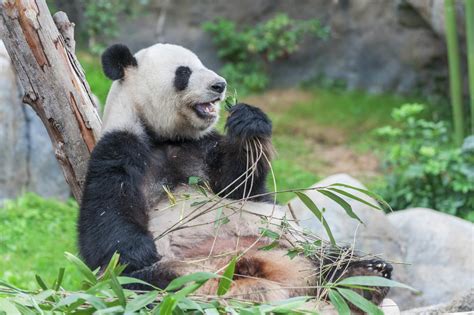 Pandas Wild Animals News And Facts By World Animal Foundation
