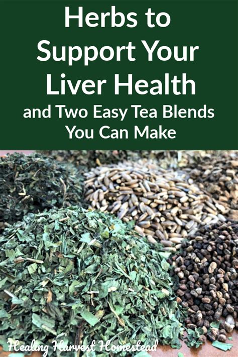 Herbs For Liver Support And Detox With Effective Herbal Teas And A
