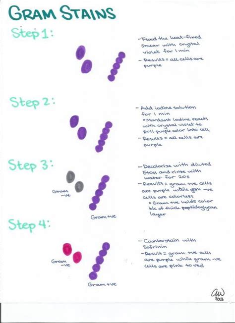 1000 Images About Microbiology On Pinterest Stains Red Blood Cells