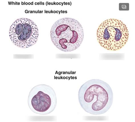 Chapter 12 Diagram White Blood Cells Diagram Quizlet