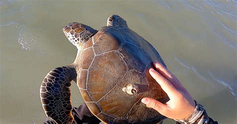 3 Tips For Saving Sea Turtles During An Emergency Situation