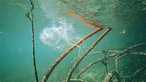 Researchers Discover Antidote To Deadly Australian Box Jellyfish Sting