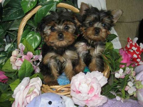 2 teacup yorkie ready to go now. REGISTERED MALE AND FEMALE TEACUP YORKIE PUPPIES Micro Pocket Teacup Yorkie For Adoption .Hello ...