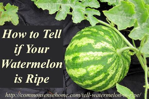 Jun 29, 2021 · if you find a watermelon with the orange field spot, it's a good sign. How to Tell if a Watermelon is Ripe - 4 Tips to Pick a ...