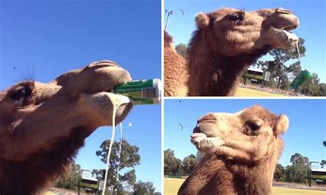 Our thirsty camel bottle shop is more than just a place to get your weekly grog. Thirsty camel helps himself to a reveller's can of VB ...