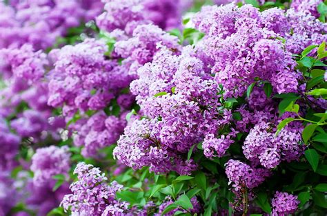 K Free Download Lilacs Blossom Lilac Purple Bloom Flowers Spring Hd Wallpaper Peakpx