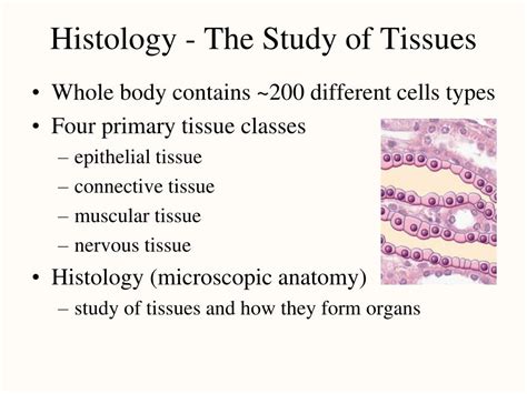 Ppt Histology The Study Of Tissues Powerpoint Presentation Id375139