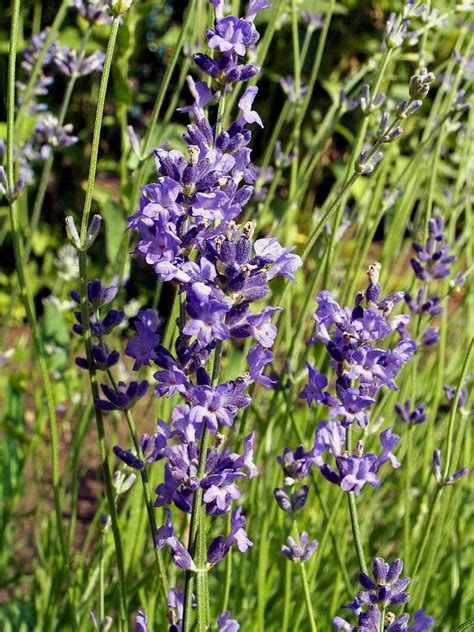 200 English Lavender Seeds Lavandula Angustifolia Flower Herb Etsy