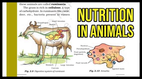 Nutrition in Animals || Class 7 || Chapter 2 || Science || Detail