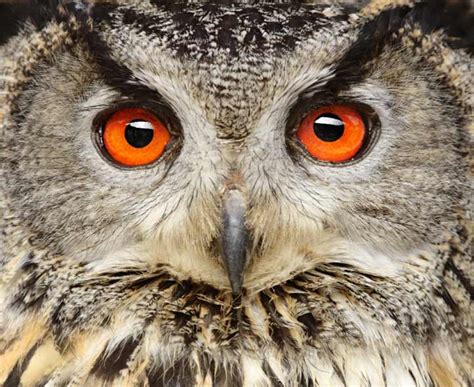 KS1 Animals | Identifying and Recognising Common Animals