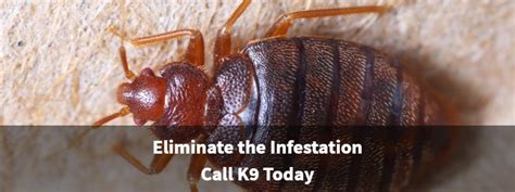 As you can see, the answer depends on many things and is not straightforward. Bed Bug Exterminator Seattle: How Long Can Bed Bugs Live ...