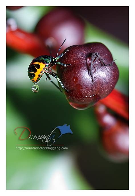 แมลงทับ (jewel beetle) แมลงทับ เป็นแมลงในอันดับแมลงปีกแข็งโดยจัดอยู่ในวงศ์ buprestidae แมลงทับมีรูปร่างโดยรวม คือ มีลำตัวยาวโค้งนูน ส่วนที่เป็นปีกแข็งมี. Bloggang.com : Dr.Manta : Macro@โฮมพุเตย มาดูกันเร้วววววว