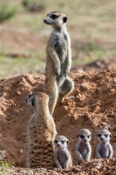 Meerkats Kgalagadi Transfrontier Park South Africa Photograph By Ann