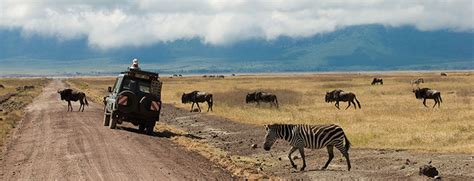 Safari Activities In Lake Manyara National Park Tanzania Safaris