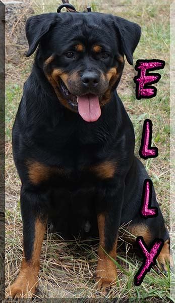 Below are our newest added rottweilers available for adoption in michigan. Rottweiler Breeders | Rottweiler Puppies for sale | German Rottweilers For Sale | Imported ...