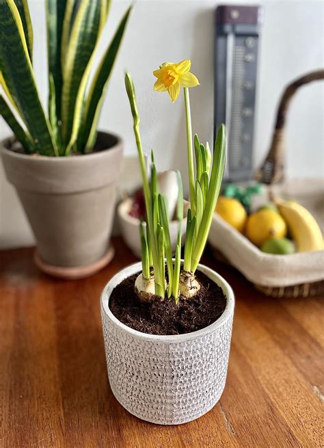 My Daffodil Easter Lily After Repotting Plants