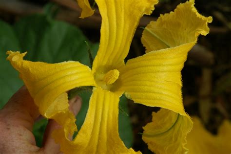 This page is about male vs female tomato flowers,contains odd apples to eat flowers, plants n blooms,seed saving san holy hoosier: The Mechanics of Reproduction - Hand Pollinating Pumpkins ...