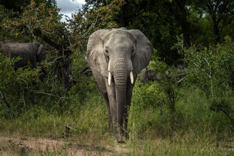 Africas Elephants Now Endangered By Poaching Habitat Loss Ap News