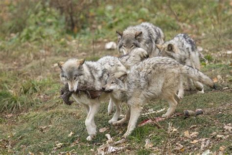 Feeding Wolves Pack Stock Image Image Of Male Mirceax 61323263