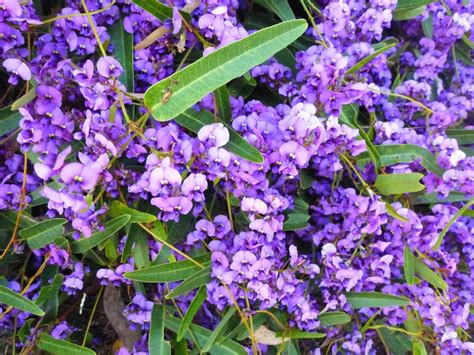 Branches tend to grow sideways from the main trunk for a spreading layered effect. Hardenbergia violacea - It is known in Australia by the ...