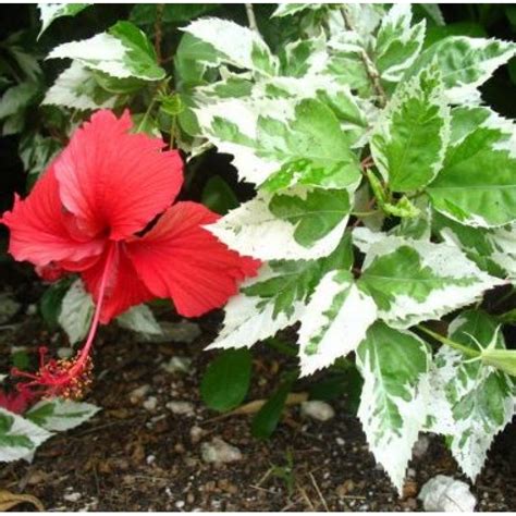 Variegated Hibiscus Flower Ubicaciondepersonascdmxgobmx