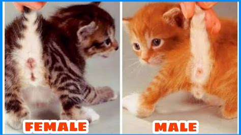 Male Or Female Cat Gender Identification Cat Sex Identification Cat Sex Youtube